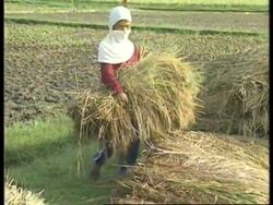 PHILIPPINES: NEW VARIETY OF RICE DEVELOPED News Clip