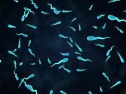 White sperms swimming animation Stock Footage