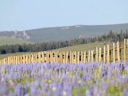 fence wildflowers in wyoming landscape Stock Footage
