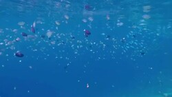 Tropical fishes on coral reef / Maldives Stock Footage