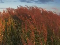 Grass Stock Footage