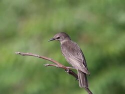 European starling (Sturnus vulgaris) Stock Footage
