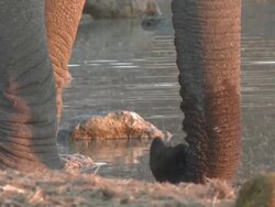 African Bush Elephants (Loxodonta africana) trunk by waterhole, Etosha National Park, Namibia Stock Footage