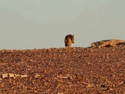 grey wolf (Canis lupus) near carcass Stock Footage
