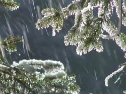 HD: Frozen twigs Stock Footage