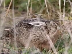 Bird Life At Elmley Marshes Stock Footage
