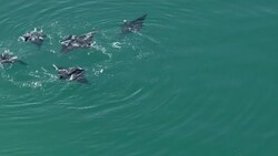 A small group of Reef Manta Rays (Manta alfredi) swim at the surface of the water off the coast of Oahu. Stock Footage
