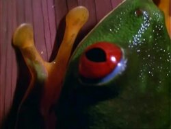 Red-eyed Tree Frog, BCU frog on red leaf, slowly moves upwards.  Panama. Stock Footage