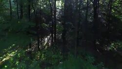 4K aerial footage flying into a scary, mysterious forest in the morning Stock Footage