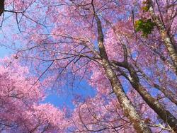 Pink Cherry Blossom Branches in Spring Season Stock Footage