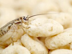 HD cricket eating cereal Stock Footage