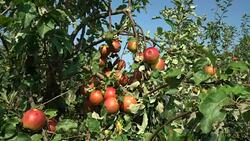 Apples, camera pan Stock Footage