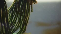 Small salt water Fishes in a Fish Tank Stock Footage