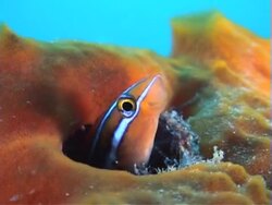 Blue-striped Fangblenny peering out of his home Stock Footage
