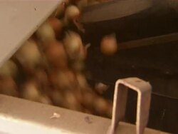 Close up of machine dumping a large quantity of onions into a bin. Stock Footage