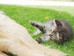HD SUPER SLOW-MO: Kitten Playing With Dog's Tail Stock Footage