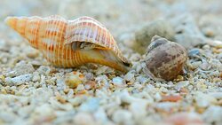 only small dirty Hermit crab starts walking Stock Footage