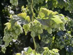 MS Shot of Hop cones in hop garden (Humulus lupulus) / Mainburg, Hallertau, Bavaria, Germany Stock Footage