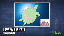 3 Animals That Breathe Through Their Butts Instructional Video