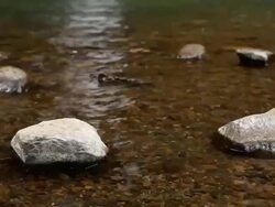 rocks in lake Stock Footage