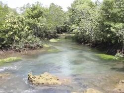 Canal in the mangrove forest, Krabi, Thailand. Stock Footage