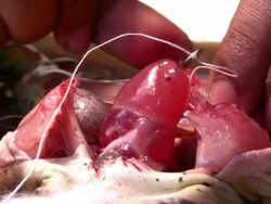 Frog heart Stock Footage