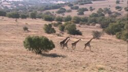 A herd of giraffes gallops across the savanna in Kruger National Park, Africa. Stock Footage