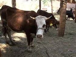 Coming together over cows News Clip