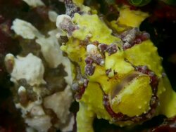 MID SHOT CLOWN FROGFISH PAIR Stock Footage