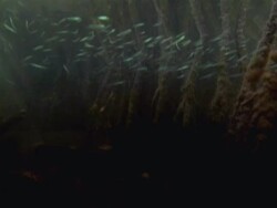 MS Fish swimming in mangrove roots / Guanacaste, Costa Rica Stock Footage