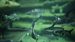 Shark Aquarium Stock Footage