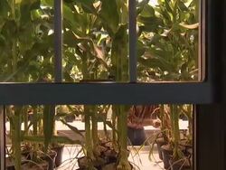 Medium Close Up crane push-in tilt-down-A window looks out on a farmer tending his corn stalks. / Iowa, USA Stock Footage