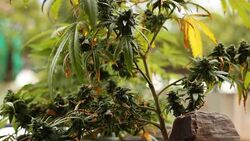 marijuana weed field Stock Footage