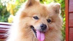 Happy Face Pomeranian Dog Stock Footage