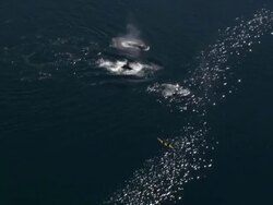 'Wide Shot aerial-A pod of whales breaches in calm waters near kayakers. / Alaska, USA' Stock Footage