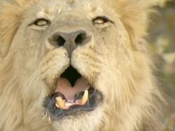 CU Shot of collared lioness approaches lion to mate AUDIO / Okavango Delta, North-West District, Botswana Stock Footage