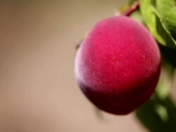 Peach soaking sun on a branch. Stock Footage