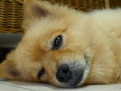 Sleepy Pomeranian Dog Stock Footage