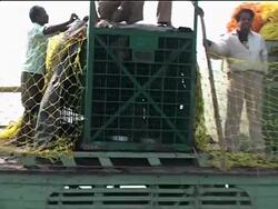 Tigress that strayed into village returned to the wild News Clip