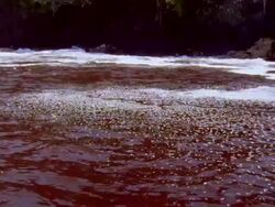 MS Red tide blooming on ocean surface / Guanacaste, Costa Rica Stock Footage