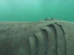 Basking shark underwater, open mouth, then away, wide shot, Cornwall, UK  Stock Footage