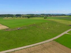 WS AERIAL View of cattle and fields / Wolfratshausen, Bavaria, Germany Stock Footage