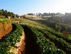 Strawberry Field Stock Footage