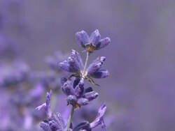 Lavender Stock Footage