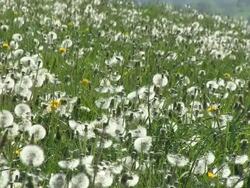 MS View of dandelion meadow field / Kirf, Rhineland-Palatinate , Germany Stock Footage