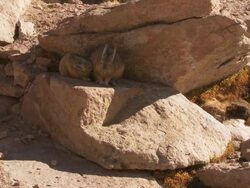 MS Shot of Two Viscacha, Lagidium viscacia young one suckling from mother in high Andes mountains / San Pedro de Atacama, Norte Grande, Chile Stock Footage