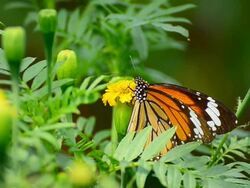 Monarch butterfly Stock Footage