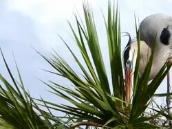 Closeup of Heron Building Nest Stock Footage