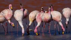 Flamingos Drinking in Bolivia Stock Footage