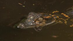 An insect pesters an alligator hatchling that floats in a swamp. Stock Footage